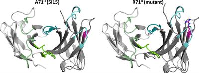 Mutation of Framework Residue H71 Results in Different Antibody Paratope States in Solution